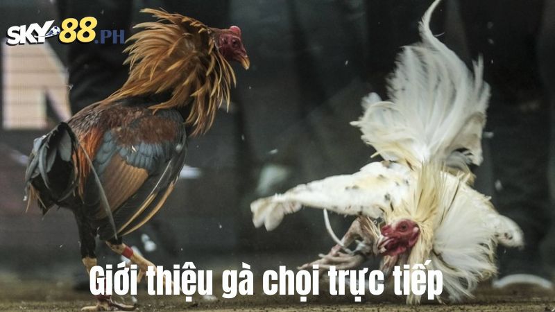 Giới thiệu gà chọi trực tiếp