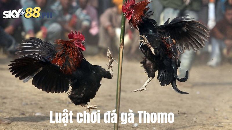 Luật chơi đá gà Thomo