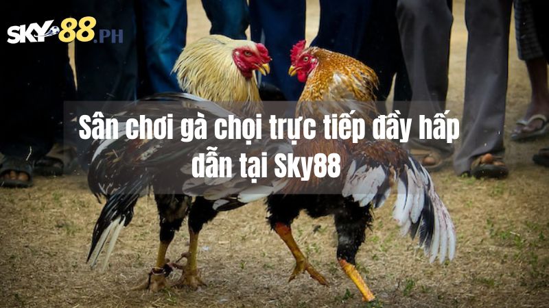 Sân chơi gà chọi trực tiếp đầy hấp dẫn tại Sky88