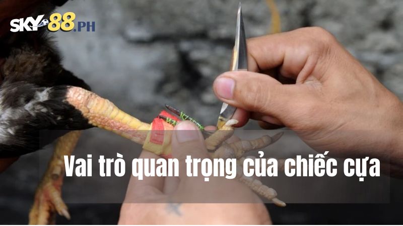 Vai trò quan trọng của chiếc cựa